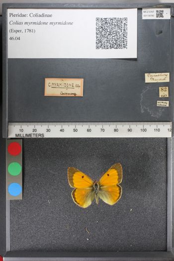 Media type: image;   Entomology 118780